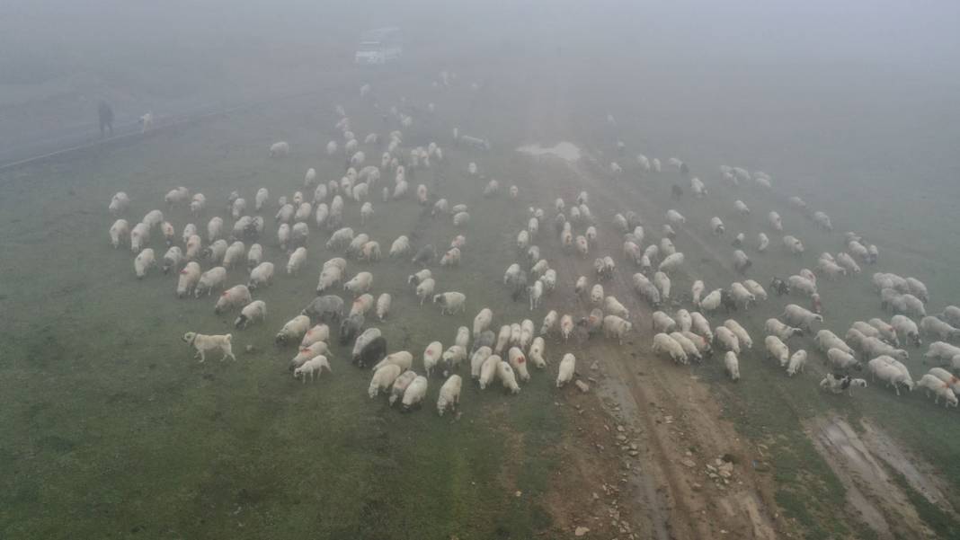 Karadeniz yaylalarında dönüş başladı: Çobanların sisli ve zorlu yolculuğu 7